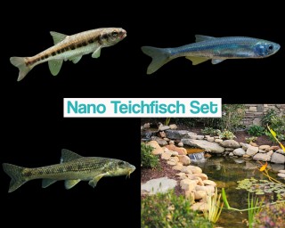 Nano Teichfisch Set