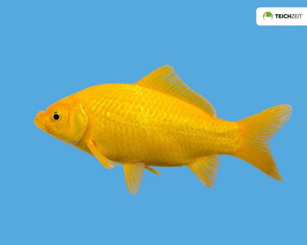 Goldfisch gelb - Carassius auratus auratus