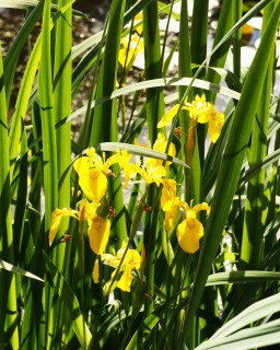 Schwertlilie gelb buntlaubig - Iris pseudacorus variegata