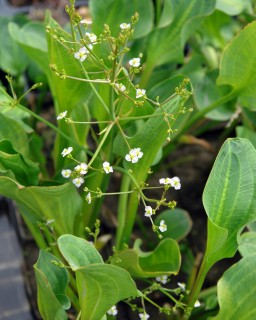 Froschlöffel - Alisma plantago