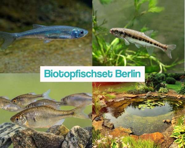 Biotopfischset Berlin