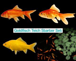 Goldfisch Teich Starter Set
