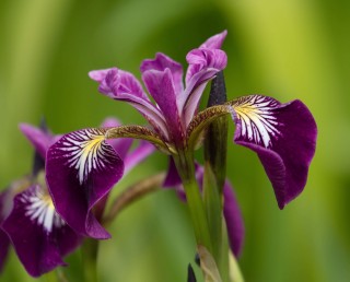 Sumpfschwertlilie rot violett - Iris versicolor Kermesina
