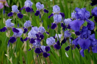 Sumpfiris blau - Iris versicolor