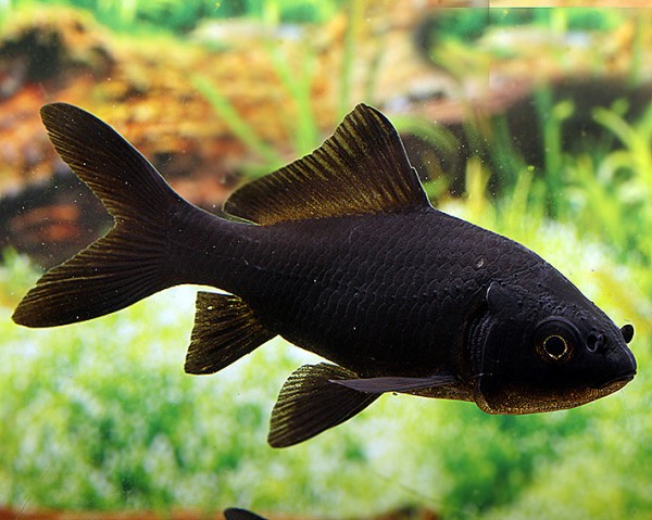 Goldfisch schwarz - Carassius auratus auratus