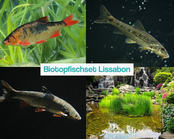 Biotopfischset Lissabon