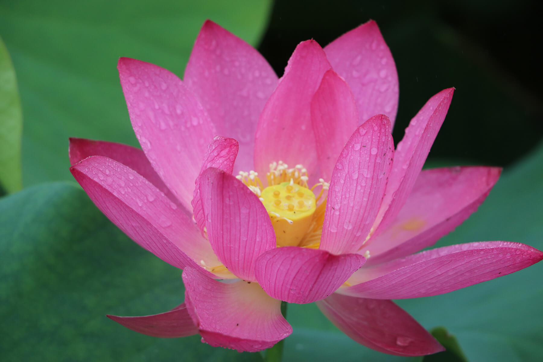lotus-flowers-flower-petal-flowering-plant-sacred-lotus-1609457-pxhere-com
