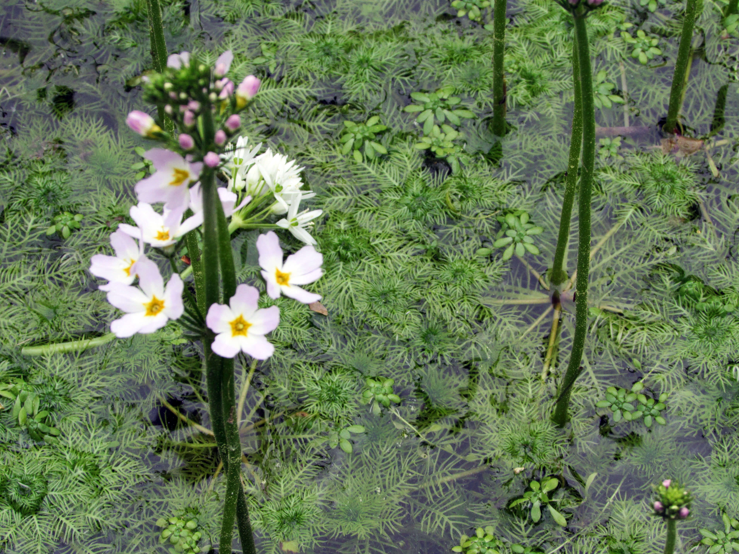 Wasserfeder Hottonia palustris Teichpflanze Unterwasserpflanze Teichpflanzen 