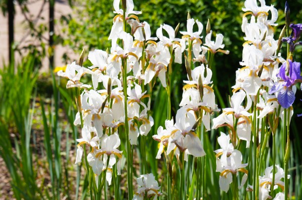 Wiesenschwertlilie weiss - Iris sibirica Alba