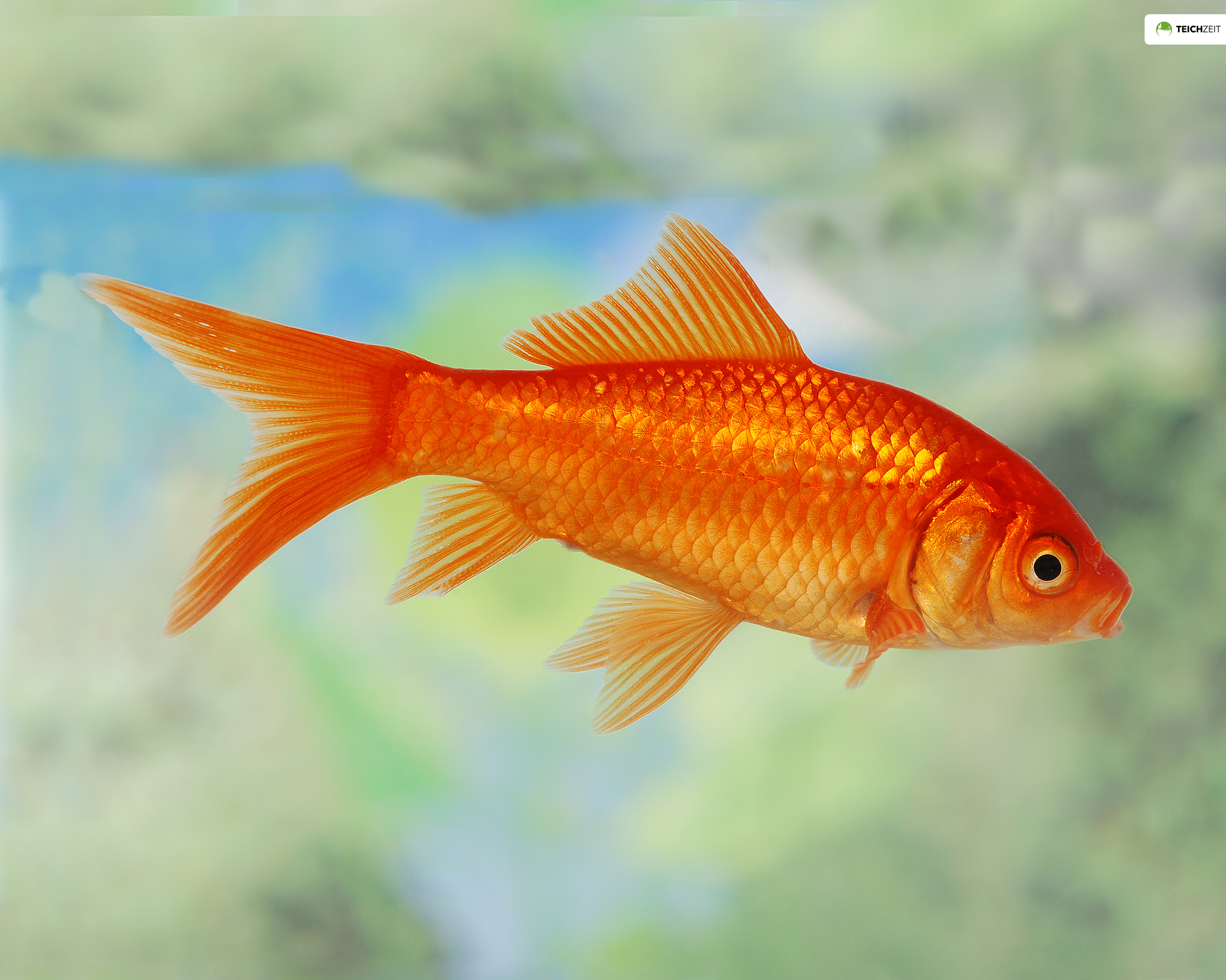 goldfisch-normalt7j1qVdwWn7mB