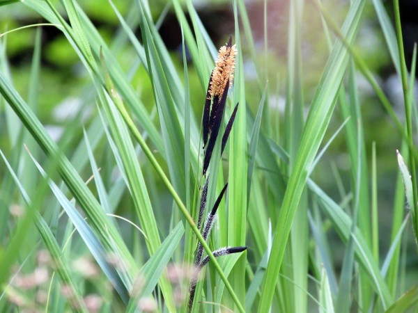 Schlank-Segge - Carex gracillis / acuta