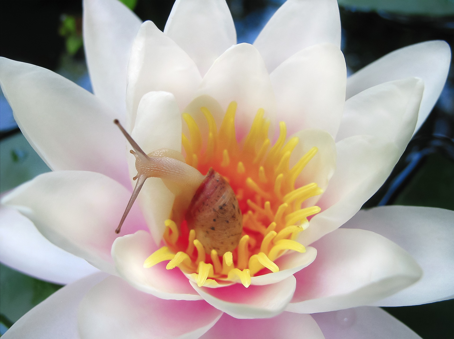 water-lily-g8a3d3d46c_1920