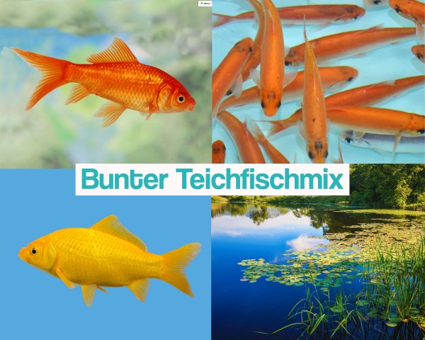 Bunter Teichfischmix