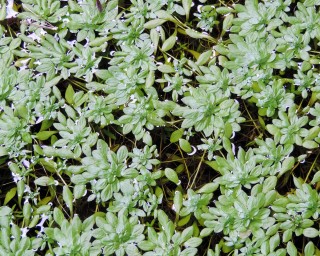 Frühlingswasserstern - Callitriche palustris