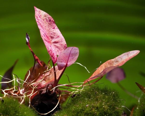 Roter Tigerlotus - XL - Nymphaea lotus rubra