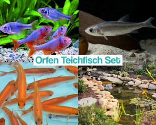 Orfen Teichfisch Set