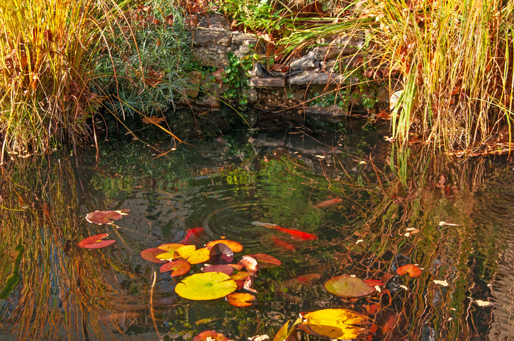 Schilf-Herbst-Gartenteich