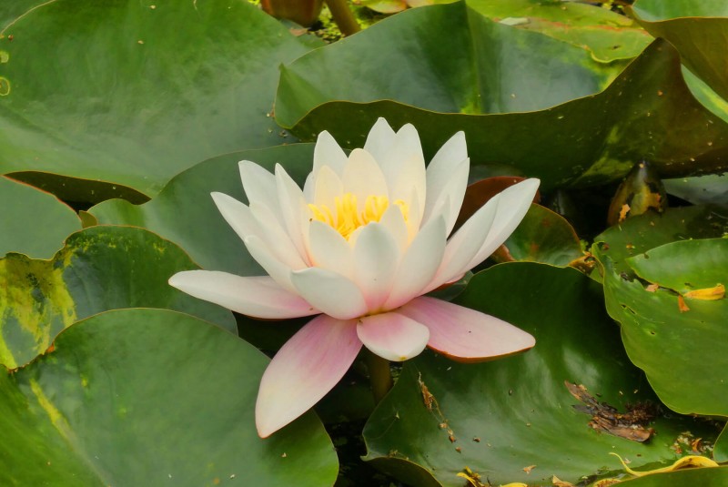 water-lily-ditch-flower-bloom-water-plant-summer-1460679-pxhere-com