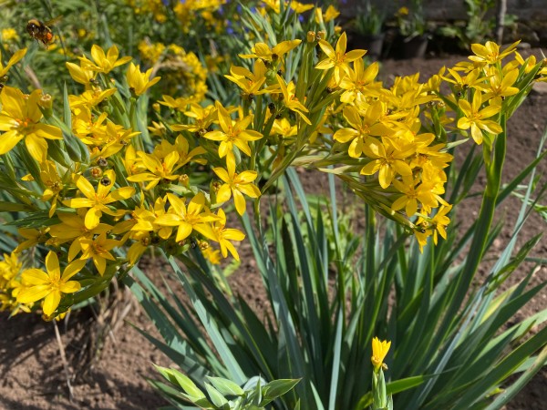 Binsenlilie gelb - Sisyrinchium californicum