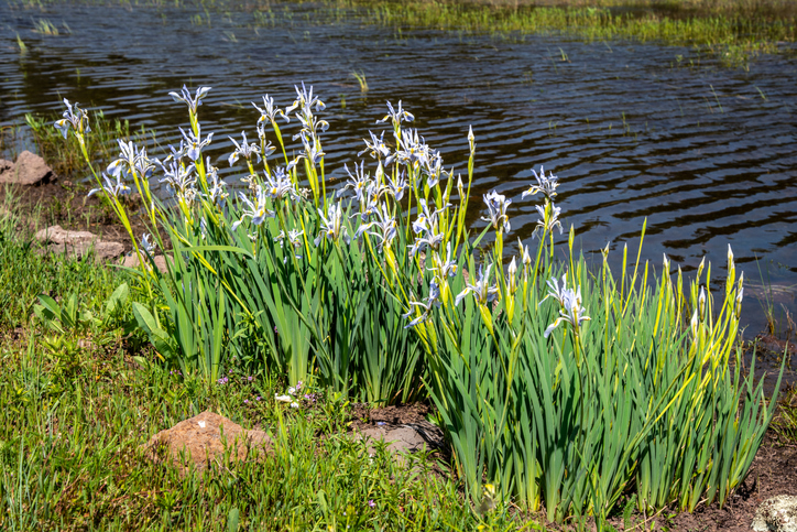 iris-versicolor