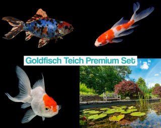 Goldfisch Teich Premium Set