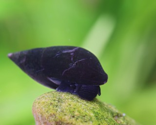 Purple Haze - Turmdeckelschnecke - Melanopsis buccinoidea