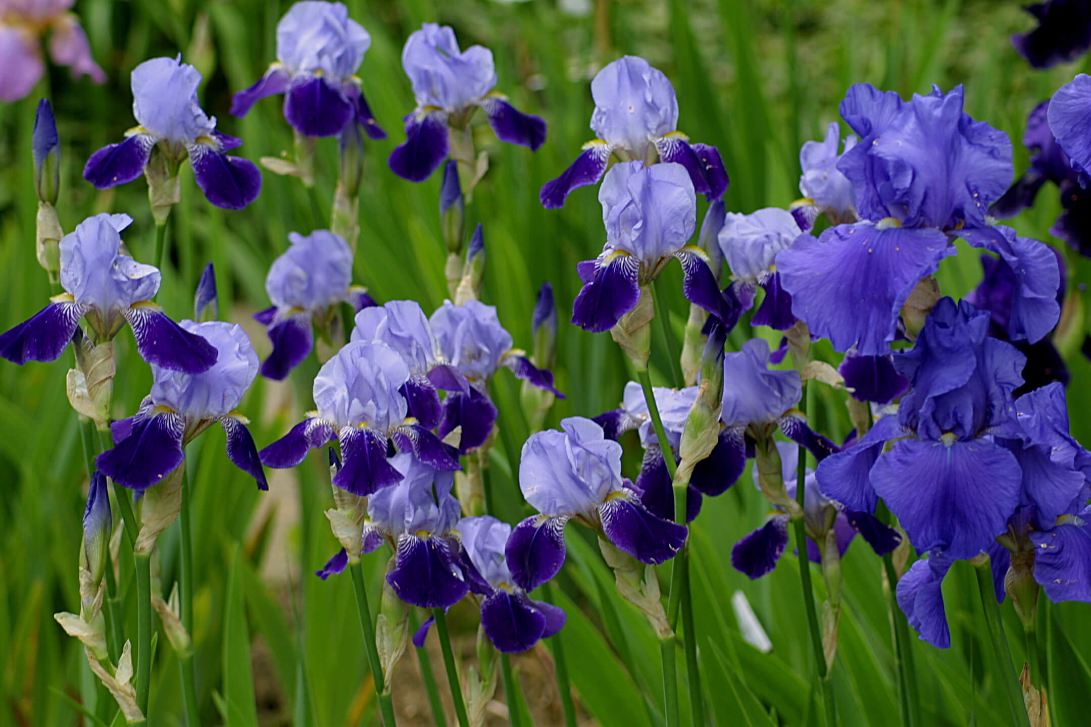 Sumpfiris-blau-Iris-versicolor-2FuqEKEyxzMTWU