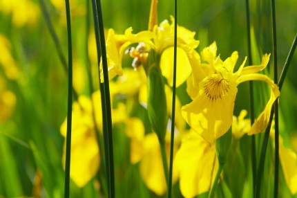Schwertlilie gelb - Iris pseudacorus